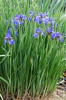 Iris sibirica 'Perry's Pygm'