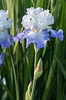 Iris barbata 'Alize' 