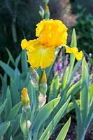 Iris barbata 'Golden Promenade' 
