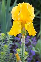 Iris barbata 'Carolina Gold' 