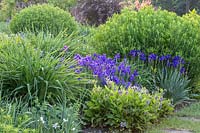 Border with Siberian Iris such as Iris sibirica 'Blue Brilliant' and Iris sibirica 'Caesar'
 
