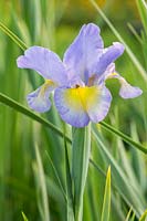  Iris spuria 'Highline Lavender'