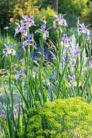 Perennial border with Iris spuria 'Neophyte' with yellow
Euphorbia seguieriana subsp. niciciana plus ornamental grass in background