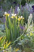 Iris and partners in the morning light, plats include: Iris spuria 
'Lydia Jane', Nepeta 'Walker's Low' - Catmint, Salvia argentea and
 Salvia sclarea 'Vatican White'