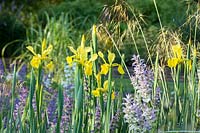 Flower border with Iris spuria 'Sunny Day', Lavandula angustifolia - English Lavender - and
 Salvia sclarea ssp. Turkestanica with seedheads of ornamental grass Stipa gigantea