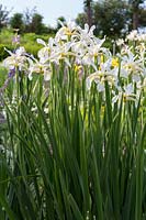 Iris orientalis 'Frigia' 