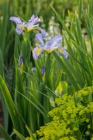 Iris spuria 'Highline Lavender' paired with Euphorbia seguieriana subsp. niciciana