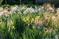 Iris border with Iris spuria 'Eleanor Hill', Iris orientalis 'Frigia' and
 Iris spuria 'Sunny Day' with seedheads of ornamental grass Stipa gigantea