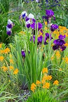 Iris Barbata 'Elizabeth Noble', Iris Barbata 'Local Color', Erysimum, Erysium suffruticosum 'Gold Dust'