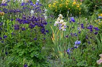 Iris Barbata 'Carter Spring', Iris Barbata 'Pledge Allegiance', Aquilegia, Hemerocallis