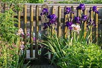 Bearded iris next to picket fence and raised bed