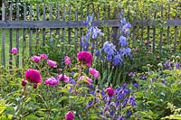 Bearded iris, peonies and columbines backed by wooden picket fence, Aquilegia, Iris Barbata, Paeonia