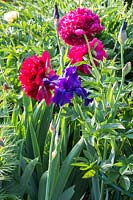 Paeonia Hybrida 'Red Charme', Iris Barbata 'Dusky challenger'