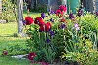 Paeonia Hybrida 'Red Charme', Iris Barbata 'Dusky challenger', Iris Barbata 'Modern Classic'