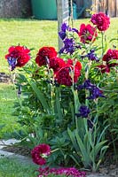 Paeonia Hybrida 'Red Charme', Iris Barbata 'Dusky challenger', Iris Barbata 'Modern Classic'