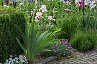 Planting combining drought resistant plants as bearded iris, poppies, lavender and pinks, Iris Barbata 'Vanity'