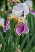 Iris barbata 'Folkwang' 