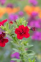 Calibrachoa 'Can-can Double Red' - Million Bells 