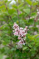 Syringa pubescens subsp. microphylla 'Superba' - Littleleaf Lilac 