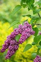 Syringa vulgaris 'Charles Joly' - Lilac 