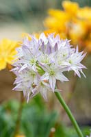 Allium fistulosum 'Purdy'- Purdy's Welsh Onion - flowers
