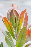 Protea 'Susara' leaves 