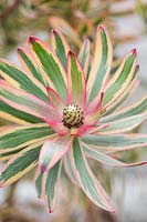 Leucadendron 'Jester' - Sunshine Conebush - 
developing cone and variegated foliage
