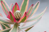 Leucadendron 'Jester' - Sunshine Conebush - 
developing cone and variegated foliage 