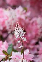 Tiarella wherryi - Wherry's Foam Flower 