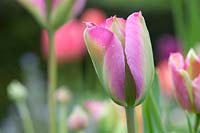 Tulipa 'Groenland' - Viridiflora Tulip 