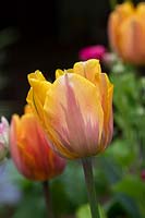 Tulipa 'Princess Irene' - Triumph Tulip