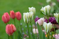 Tulipa 'Spring Green' - Viridiflora Tulip - growing next to other tulips
