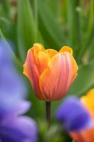 Tulipa 'Princess Irene' - Triumph Tulip 