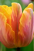 Tulipa 'Princess Irene' - Triumph Tulip 'Prinses Irene' 