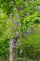 Wisteria flowering in Quercus - Oak - tree 