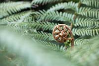 Dicksonia antarctica - Soft Tree Fern - frond unfurling 