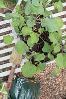 Brassica oleracea var. acephala 'Candy Floss' - Kale - young plants in pots prior to planting out 
