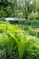 Matteuccia struthiopteris - Shuttlecock Fern - near water with marginal and aquatic planting, view of 
white lattice-work wooden bridge and Salix x sepulcralis 'Chrysocoma' - Weeping Willow