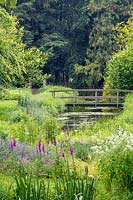 View of wooden bridge over one of water with
Digitalis purpurea - Foxglove -  and Persicaria polymorpha in the foreground