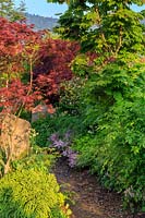 Borders with colourful Acers in show garden. 'At One With... A Meditation Garden', designed by Peter Dowle, RHS Malvern Spring Festival, 2017.

