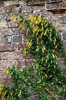 Vestia lycioides - Chilean Boxthorn - trained against a brick wall with wires