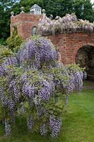 Wisteria sinensis 'Prematura' grown as standard at Stone House Cottage Garden.