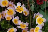 Tulipa bakeri 'Lilac Wonder' - Species Tulip