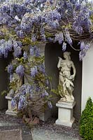 Wisteria in the Italianate garden, growing around alcove housing a classical statue of a woman