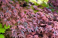 Acer palmatum 'Shirazz' - Japanese maple 'Shirazz'