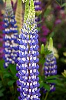 Lupinus 'The Governor' - Lupin