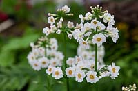 Primula japonica 'Alba' - Japanese Primrose 'Alba'