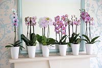 Phalaenopsis in modern home on mantlepiece.