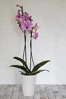 Phalaenopsis Orchid in modern home. 