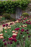 Mixed tulip border at Parham House, Sussex, UK. 